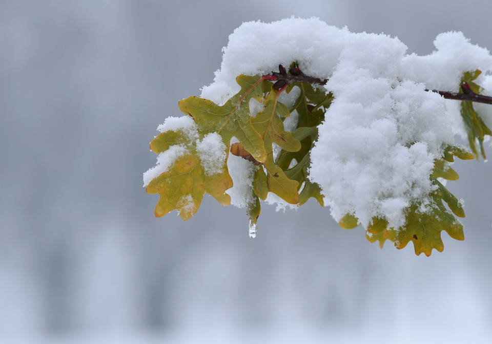 Tuyết đọng trên lá cây ở Marktoberdorf, miền Nam Đức, Ngày 13/11. (Nguồn: AFP) 