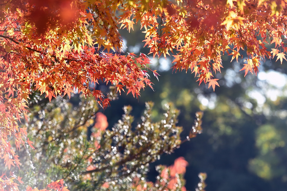 Nắng Thu ở Toulouse, Pháp ngày 15/11. (Nguồn: AFP)