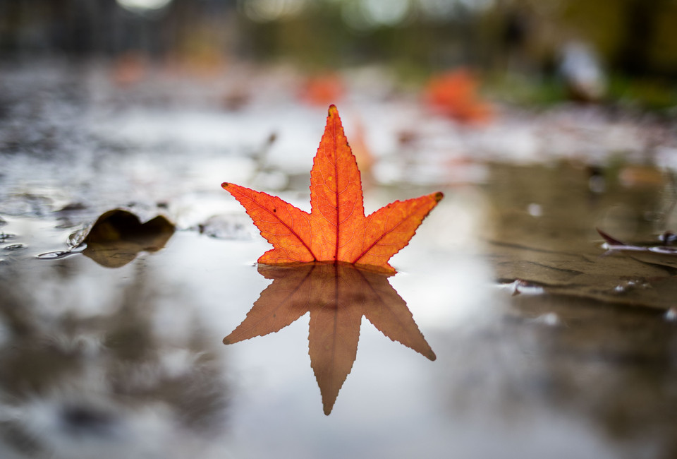 Một chiếc lá phong rụng phản chiếu trên một vũng nước trong một công viên ở Frankfurt am Main, miền Tây Đức vào ngày 13/11. (Nguồn: AFP)