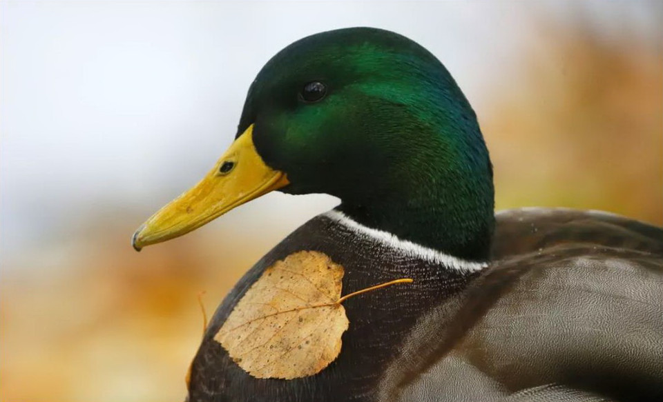 Một chiếc lá vàng rơi dính trên một con vịt ở công viên Ostafyevo, Moskava, ngày 28/10. (Nguồn: EPA)