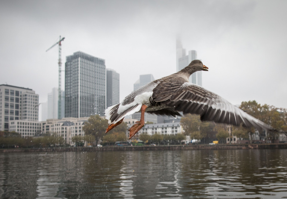 Một ngỗng xám bắt bay qua sông Main, khu vực ngân hàng ở Frankfurt am Main, miền Tây Đức, ngày 8/11. (Nguồn: AFP)