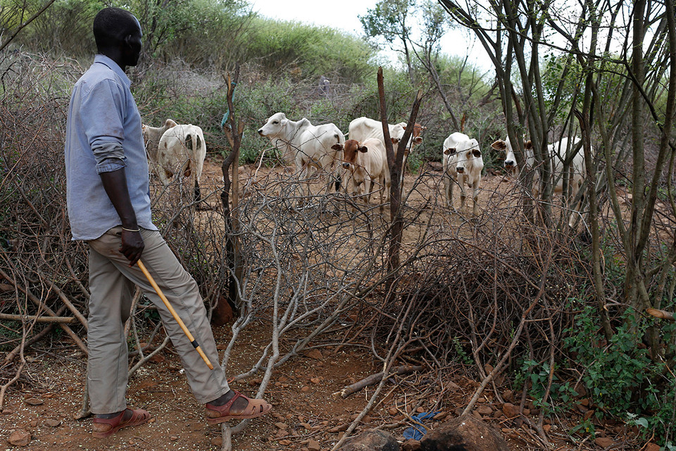 Một người cha kiểm tra đàn bò lễ vật trong cuộc hôn nhân sắp đặt của con gái mình. (Ảnh: Siegfried Modola/Reuters) 