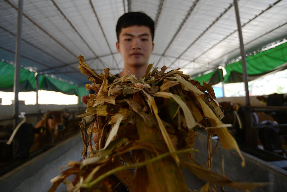 Chủ trang trại Li cho biết: 'Đàn bò trong trang trại này sẽ lớn nhanh hơn nhờ việc nghe nhạc, uống bia, thậm chí là uống cocktail. Trọng lượng mỗi con bò có thể đạt tới gần 500kg chỉ sau 2 năm.' (Nguồn: CCTVNews)