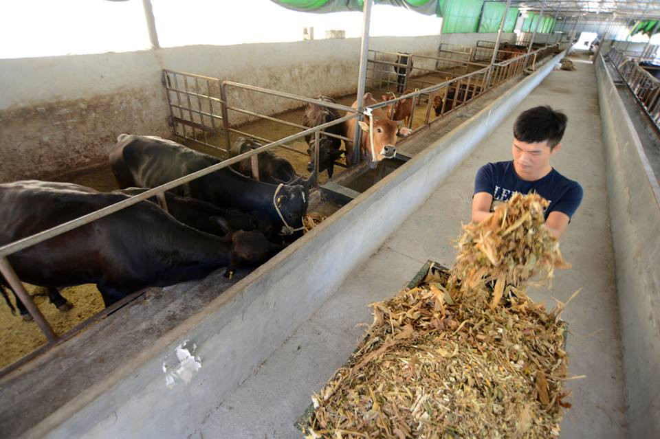 Cách đầu tư này giúp anh gặt hái kết quả lớn hơn khi thu nhập hàng năm của anh lên tới 600.000 nhân dân tệ (khoảng 96.000 USSD). (Nguồn: CCTVNews)