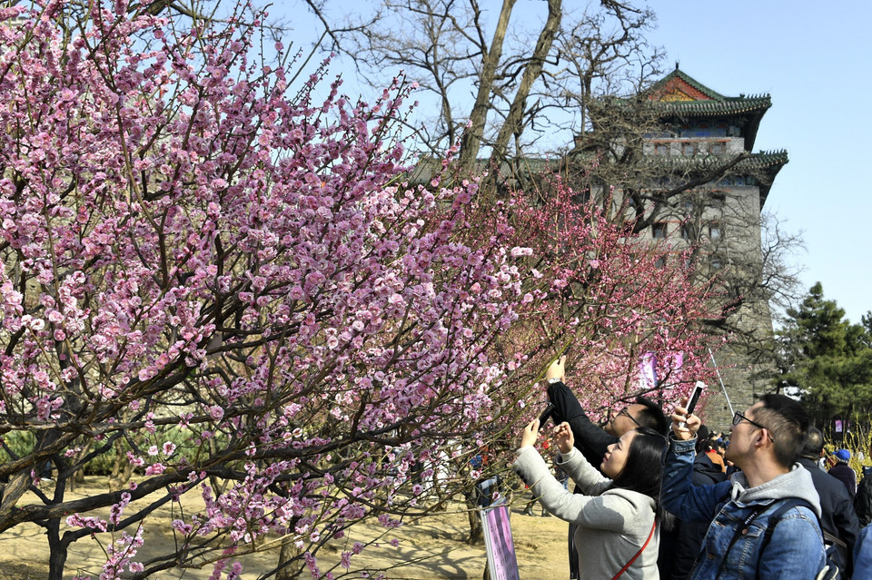 Người dân ngắm hoa đào nở rộ tại công viên ở Bắc Kinh, Trung Quốc. (Nguồn: THX/TTXVN)