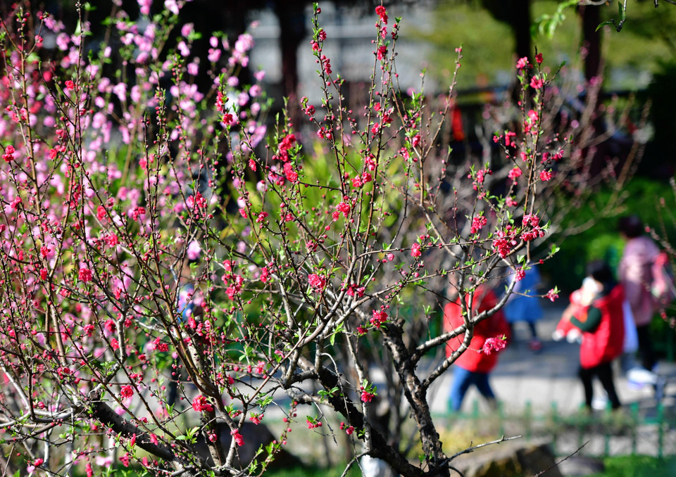 Người dân ngắm hoa đào nở rộ tại thành phố Phúc Châu, tỉnh Phúc Kiến,Trung Quốc. (Nguồn: THX/TTXVN)