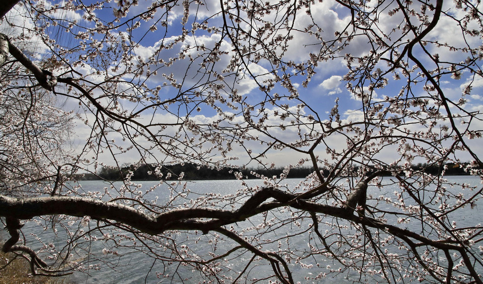 Nhiều loại hoa đang đua nở vào mùa xuân nhưng hoa đào vẫn là loài hoa được mong đợi nhất ở Trung Quốc. (Nguồn: TTXVN phát)