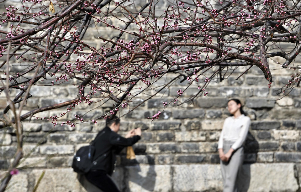 Khách du lịch chụp ảnh bên hoa đào nở rộ tại công viên ở Bắc Kinh, Trung Quốc. (Nguồn: THX/TTXVN)