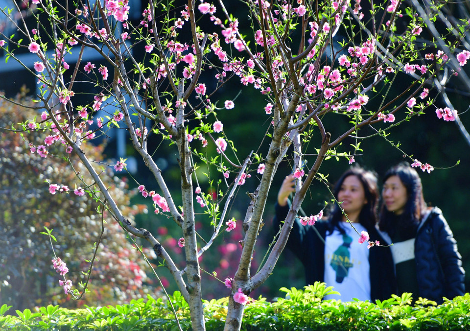 Người dân ngắm hoa đào nở rộ tại thành phố Phúc Châu, tỉnh Phúc Kiến,Trung Quốc. (Nguồn: THX/TTXVN)