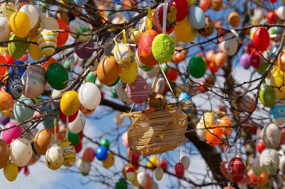 Lễ Phục sinh là một trong những dịp lễ quan trọng nhất trong năm của các tín đồ theo đạo Kito giáo. Ngày lễ này mang ý nghĩa tưởng niệm sự kiện Chúa Jesus hồi sinh sau khi bị đóng đinh trên Thánh giá. Ở các quốc gia châu Âu, Mỹ, Australia… ngày lễ là dịp để mọi người quây quần bên gia đình và người thân cũng như tham gia các hoạt động tôn giáo giàu ý nghĩa nhân văn. Trong ảnh: Trang trí trứng Phục Sinh trên cây tại Kethely (Hungary), ngày 11/4/2022. (Ảnh: THX/TTXVN)