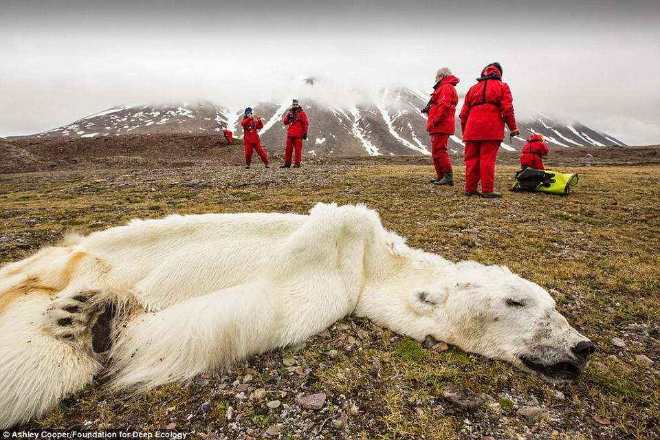 Các vịnh ở khu vực phía Tây đảo Svalbard, Na Uy, thông thường chỉ đóng băng vào mùa Đông. Tuy nhiên năm nay khu vực này xuất hiện băng tuyết quanh năm khiến chú gấu phải tiến về phía Bắc để tìm kiếm thức ăn. Việc tìm kiếm thất bại và cuối cùng nó đã gục ngã. (Nguồn: Foundation for Deep Ecology)