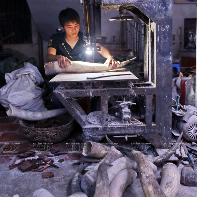 Sừng bò được người dân làng nghề Thụy Ứng thu gom từ các nơi làm nguyên liệu sản xuất đồ mỹ nghệ. (Ảnh: Trịnh Văn Bộ - Báo ảnh Việt Nam)