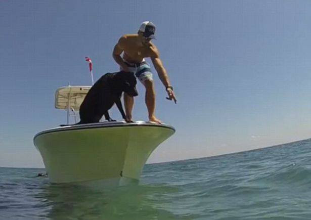 Trong một lần đi bơi, anh Alex Schulze đã bất ngờ nảy ra ý tưởng huấn luyện chú chó để giúp mình bắt tôm hùm. (Nguồn: CCTVNews)