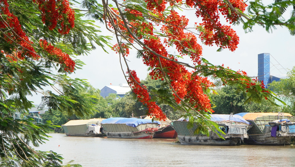 Bên bờ kênh xáng Lấp Vò, xã Bình Thành. (Ảnh: Nhựt An/TTXVN)