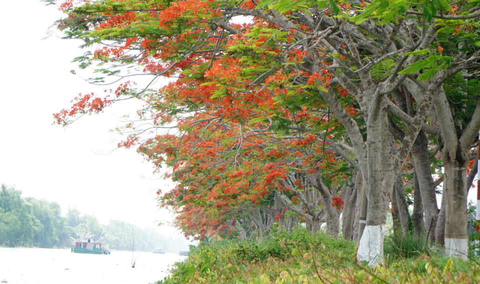 Hàng phượng nở hoa đỏ rực bên bờ kênh xáng Lấp Vò. (Ảnh: Nhựt An/TTXVN)