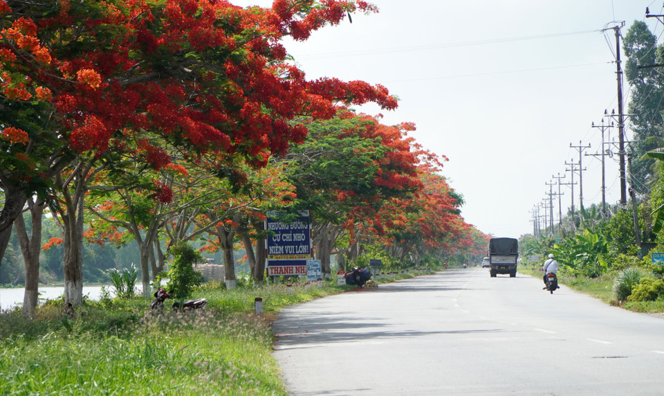 Hàng phượng dài khoảng 4km chạy dọc Quốc lộ 80 đoạn qua xã Bình Thành, huyện Lấp Vò (tỉnh Đồng Tháp) nở hoa đỏ rực. (Ảnh: Nhựt An/TTXVN)