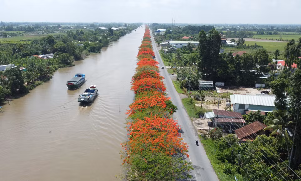 Hàng phượng đỏ rực nằm giữa Quốc lộ 80 và kênh xáng Lấp Vò. (Ảnh: Nhựt An/TTXVN)