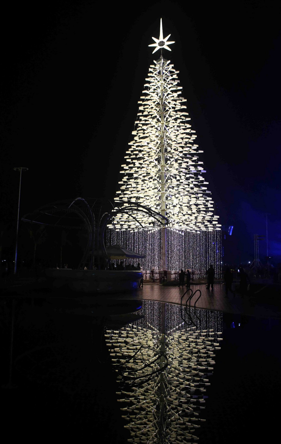 Cây thông phalê. (Ảnh: Trần Lê Lâm/Vietnam+)