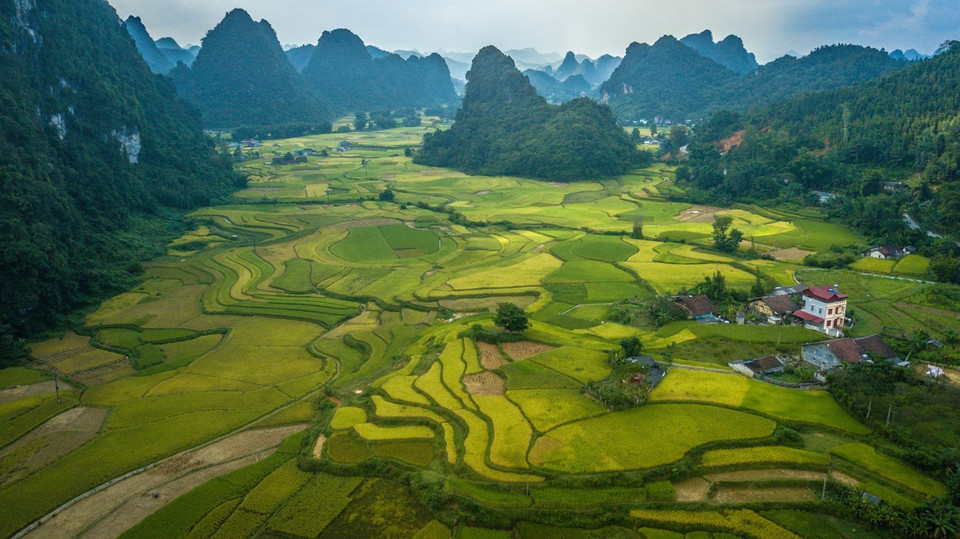 Vẻ đẹp của những thung lũng vào mùa lúa chín vàng với núi non trùng điệp bao quanh, mang đặc trưng của tỉnh Cao Bằng. (Ảnh: Trọng Đạt/TTXVN)