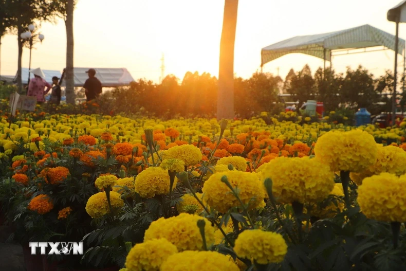 Những ngày giáp Tết Nguyên đán, dọc bờ kè Xà No (TP Vị Thanh, tỉnh Hậu Giang) rực rỡ sắc màu của hoa, cây kiểng. Đây là địa điểm quen thuộc để người dân thành phố Vị Thanh và các khu vực lân cận lựa chọn hoa trang trí mỗi dịp Xuân về. Ảnh: Hồng Thái - TTXVN