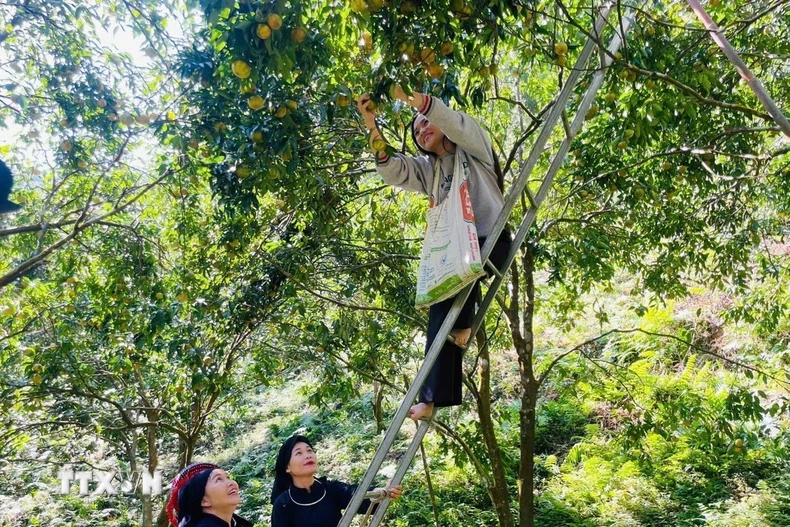 Năm nay, quýt được mùa, được giá, hứa hẹn một nguồn thu nhập khá cho bà con. Giá thu mua tại vườn đạt bình quân 8.000-12.000 đồng/kg. (Nguồn: TTXVN phát)