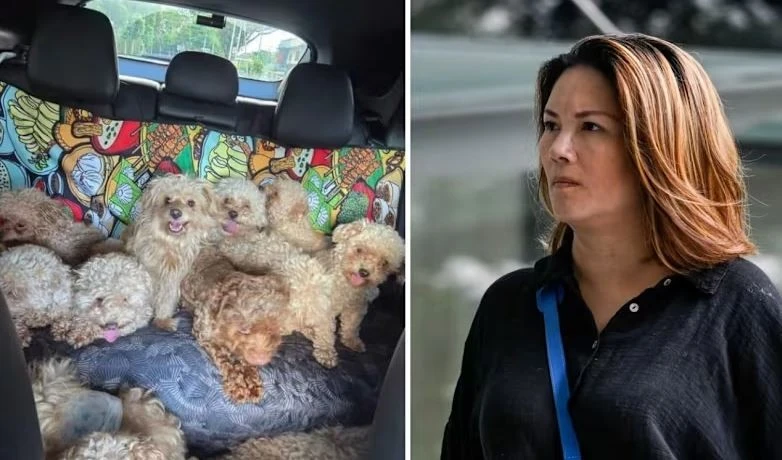 Bà Moss không có giấy phép và không thực hiện gắn chip nhận dạng cho đàn chó. (Nguồn: CNA)