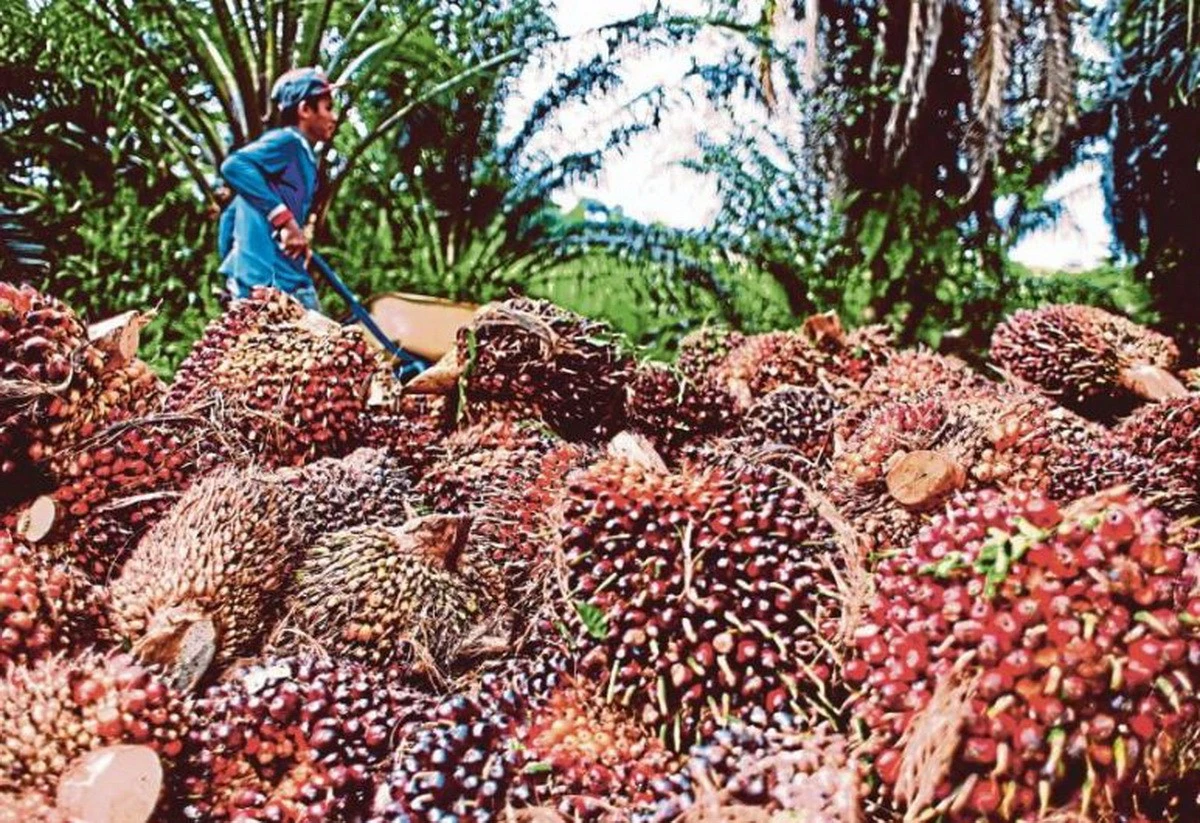 Xuất khẩu dầu cọ Malaysia và Indonesia đạt mức cao nhất trong nhiều tháng