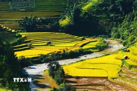 Khám phá các ruộng bậc thang đẹp nhất Lào Cai vào mùa lúa chín