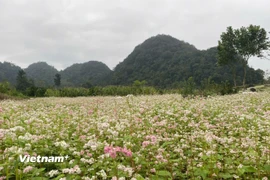 Bắt đầu từ tháng 10 cho tới tháng 12 là lúc hoa Tam Giác Mạch đua nhau khoe sắc rợp trời nơi cao nguyên đá Đồng Văn, Tuyên Quang. (Ảnh: Nguyễn Phương/Vietnam+)