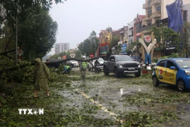 Nhiều cây xanh bị đổ gãy tại đường Lê Duẩn, phường Thành Vinh (Nghệ An). (Ảnh: Trịnh Duy Hưng/TTXVN)
