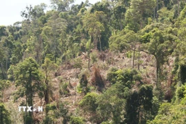 Ảnh minh họa. (Ảnh: Tuấn Anh/TTXVN)