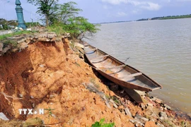 Nhiều đoạn trên bờ sông bị sạt lở vào sâu tạo hàm ếch hoặc phương thẳng đứng khoảng 3m. (Ảnh: Tường Vi/TTXVN)