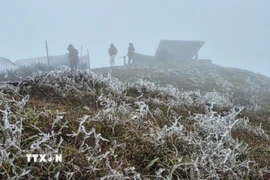 Sáng 22/1, nhiệt độ tại Mẫu Sơn, tỉnh Lạng Sơn đo được ở mức 0.2 độ C và đã bắt đầu xuất hiện hiện tượng băng giá. (Ảnh: TTXVN phát)
