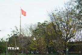 Sắc vàng nở rộ trong không gian cổ kính, trầm mặc của Đại Nội Huế tạo nên nét thơ mang hơi ấm của mùa Xuân. (Ảnh: Văn Dũng/TTXVN)