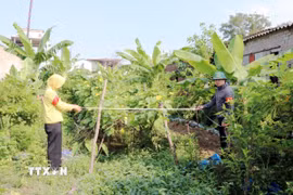 Tiến hành cưỡng chế kiểm đếm bắt buộc đối với cây cối hoa màu trên đất đối với các hộ dân không chấp hành. (Ảnh: Mạnh Tú/TTXVN)