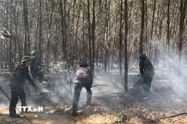 Các lực lượng chức năng triển khai biện pháp khống chế đám cháy rừng trồng. (Ảnh: TTXVN phát)