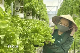Những nhánh rau sạch tại nông trại Công ty Orla (vốn đầu tư và công nghệ Australia) ở xã Đạ Sar, huyện Lạc Dương, tỉnh Lâm Đồng. (Ảnh: Việt Đức/TTXVN)