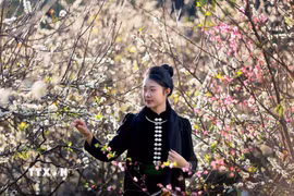 Du khách tham quan vườn mận đang bung nở tại bản Hôm, phường Chiềng Cơi, tỉnh Sơn La. (Ảnh: Quang Quyết/TTXVN)