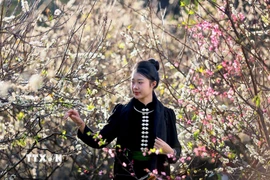 Du khách tham quan vườn mận đang bung nở tại bản Hôm, phường Chiềng Cơi, tỉnh Sơn La. (Ảnh: Quang Quyết/TTXVN)