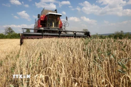 Nông dân thu hoạch lúa mỳ trên cánh đồng gần Kramatorsk, Ukraine. (Ảnh: AFP/TTXVN)