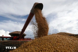 Thu hoạch đỗ tương. (Ảnh: THX/TTXVN)