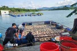 Cá chết nổi trong lồng bè nuôi tại hồ Mai Thành (phường Lộc Tiến, thành phố Bảo Lộc) . (Ảnh: TTXVN phát)