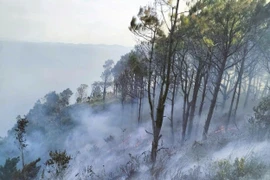 Nghệ An: Khống chế vụ cháy rừng lớn xảy ra trên núi Rồng