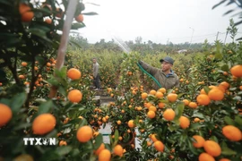 Trồng quất ở làng hoa, cây cảnh Văn Giang, Hưng Yên. (Ảnh: Minh Quyết/TTXVN)