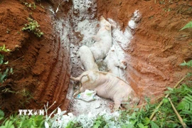 Tiêu hủy lợn mắc dịch tả lợn châu Phi. (Ảnh: Quang Cường/TTXVN)