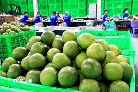 Chanh xanh và bưởi là hai loại quả tiếp theo của Việt Nam được xuất khẩu sang New Zealand sau xoài, thanh long và chôm chôm. (Ảnh: Hồng Đạt/TTXVN)