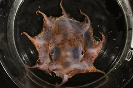 Loài bạch tuộc mới phát hiện được đặt tên là Opisthoteuthis carnarvonensis. (Nguồn: ABC News)