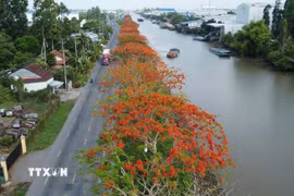 Hàng phượng nở hoa rực rỡ bên kênh xáng Lấp Vò (xã Lấp Vò, tỉnh Đồng Tháp). (Ảnh: Nhựt An/TTXVN)