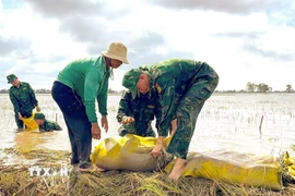 Bộ đội Biên phòng tỉnh Tây Ninh hỗ trợ người dân gia cố đê bao, bảo vệ vùng sản xuất. (Ảnh: TTXVN phát)