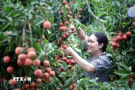 Bắc Giang có 29.700 ha vải thiều; trong đó vải sớm 8.000ha, chiếm 27% diện tích, còn lại là vải chính vụ. (Ảnh: Đồng Thúy/TTXVN)